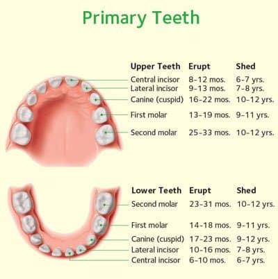 Primary teeth