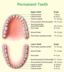 Healthy adult (permanent) teeth